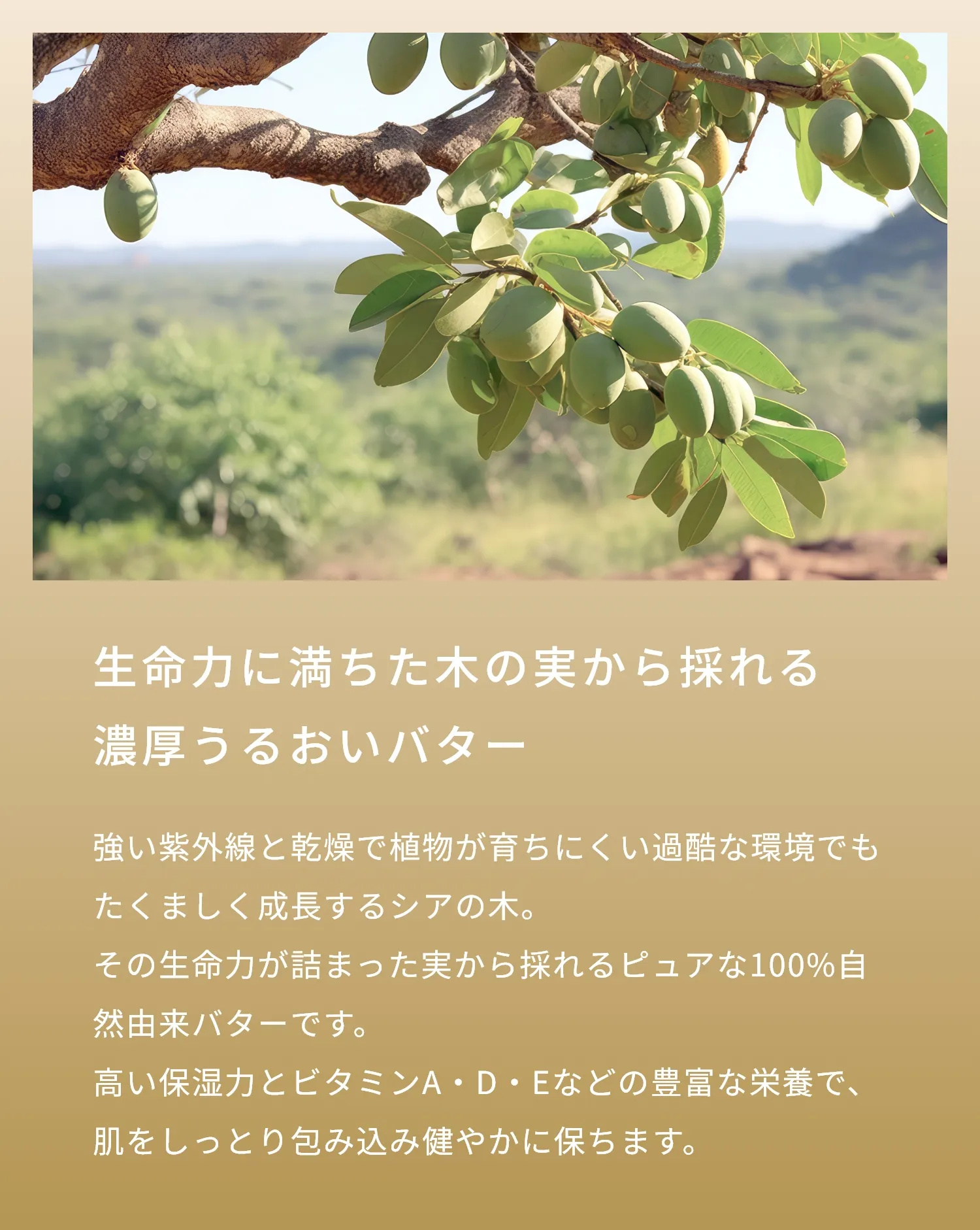 高い保湿力とビタミンA・D・Eなどの豊富な栄養で、肌をしっとり包み込み健やかに保ちます