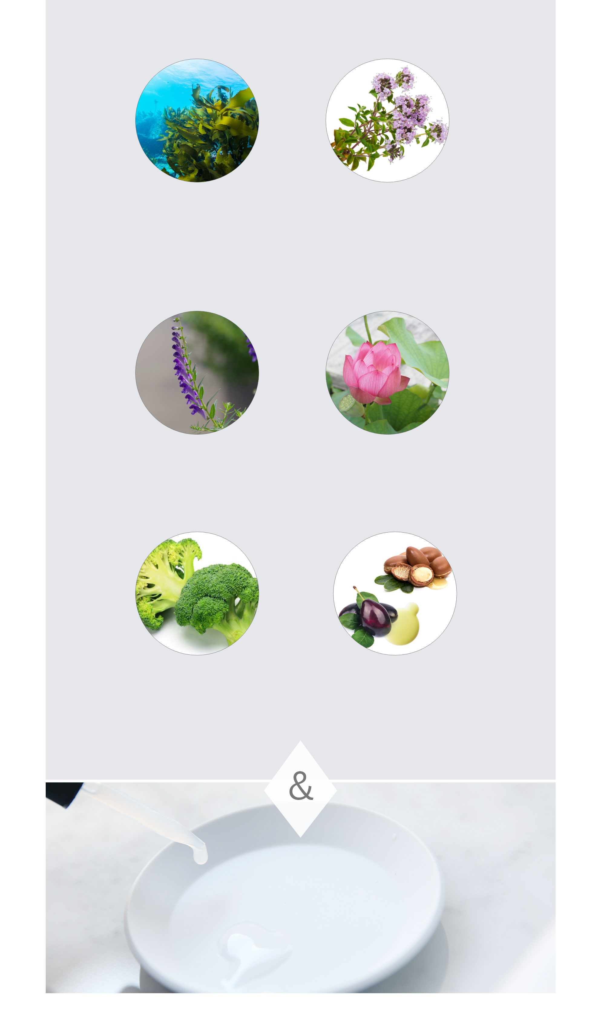植物エキス