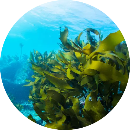 ブルターニュ海藻エキス