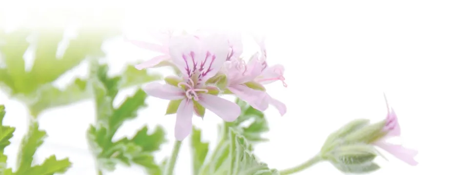 ローズゼラニウム 花の香り バランス