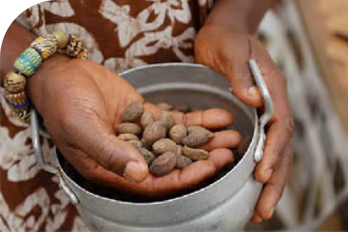 すべてが手作業。手間と時間をかけて上質なシアバター