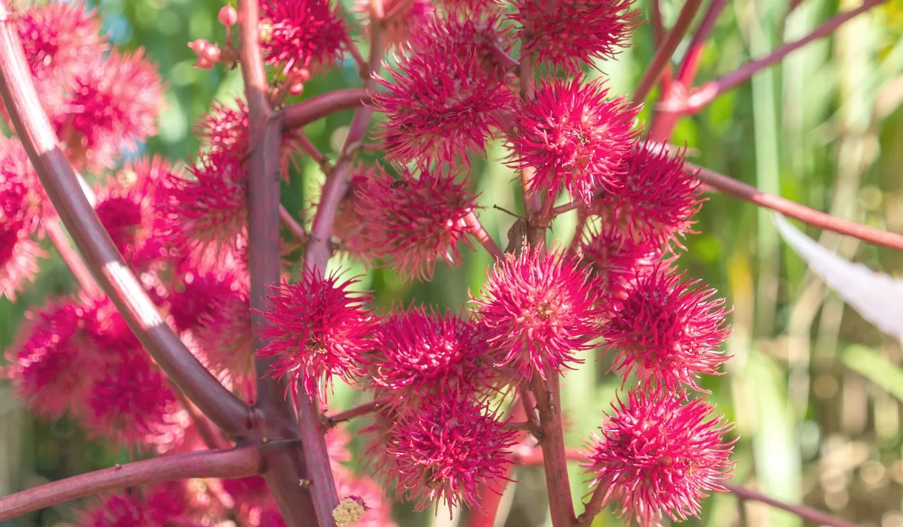 「トウゴマ」という植物の種子から採れる天然のオイル