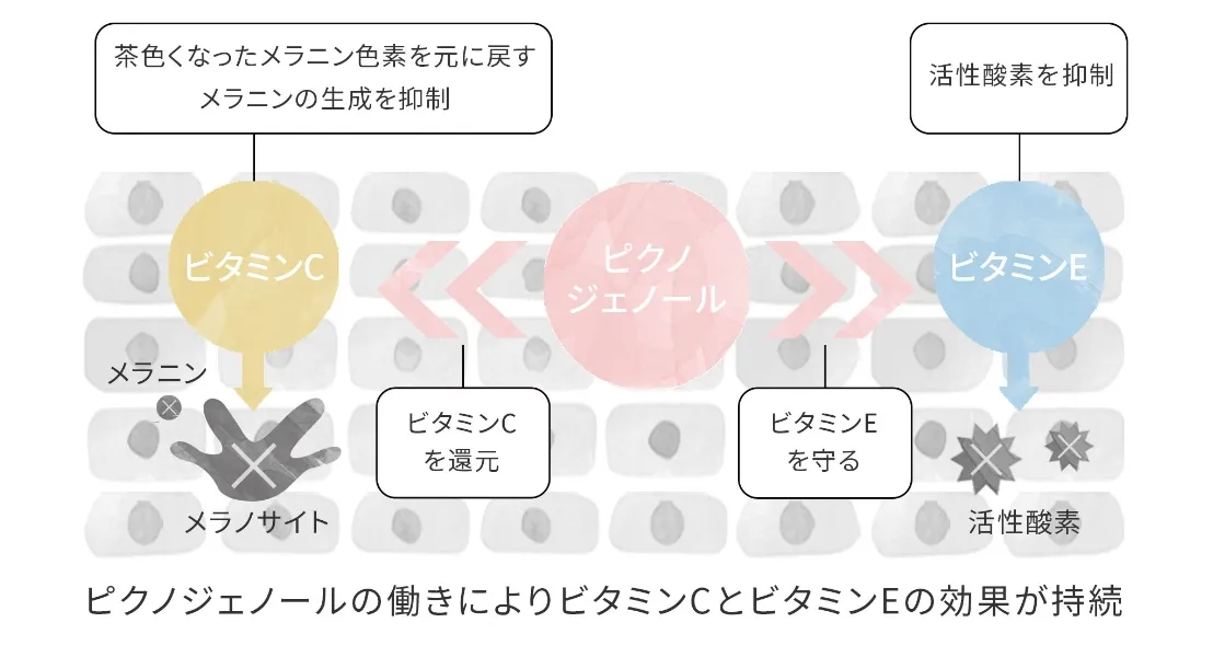 ビタミンE、Cの効果が持続メラニンの生成を抑制、活性酸素を抑制、ビタミンCを還元