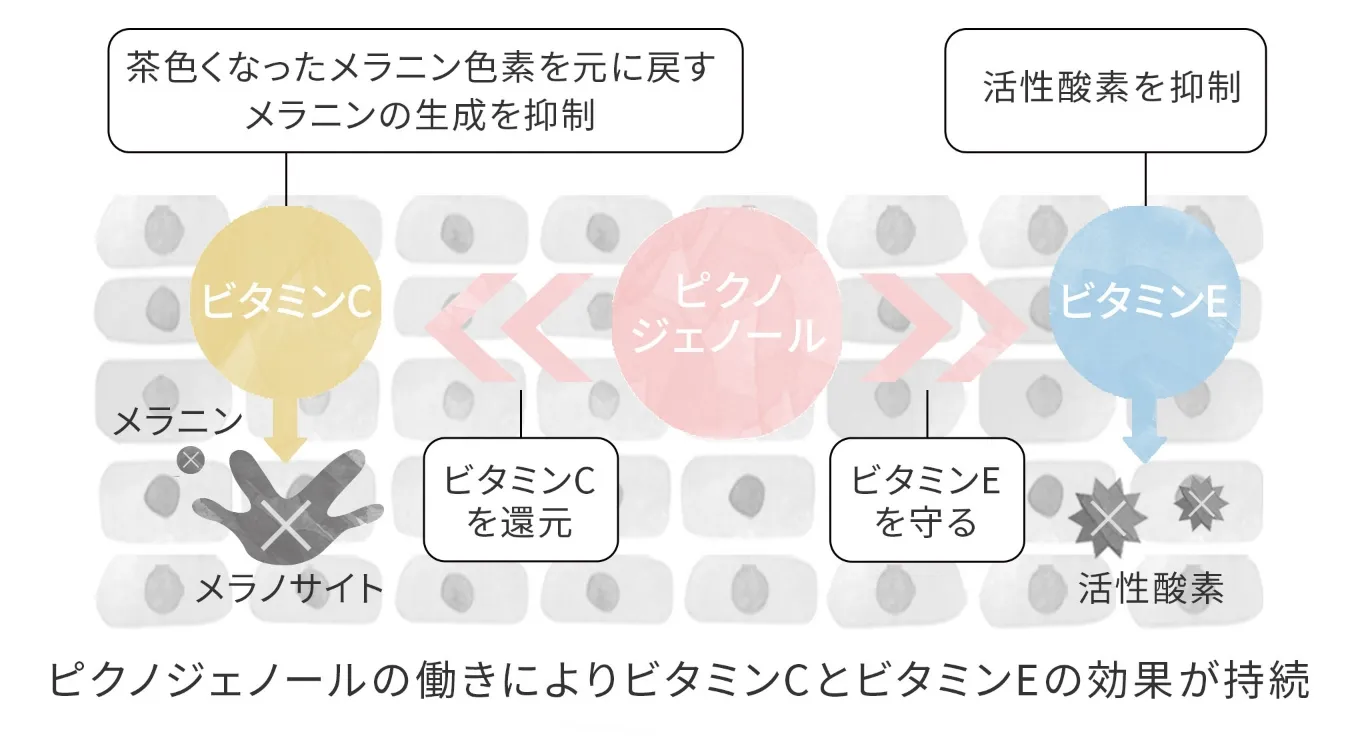 ビタミンE、Cの効果が持続メラニンの生成を抑制、活性酸素を抑制、ビタミンCを還元