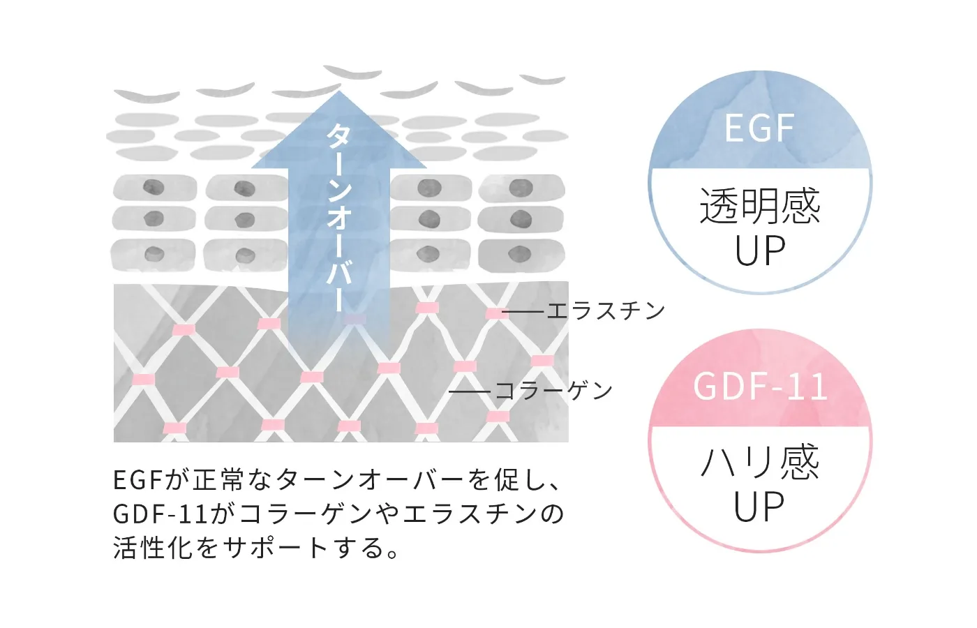 EGFがターンオーバーを促し、GDF-11がコラーゲンやエラスチンの活性化をサポートする。 透明感アップ ハリ感アップ