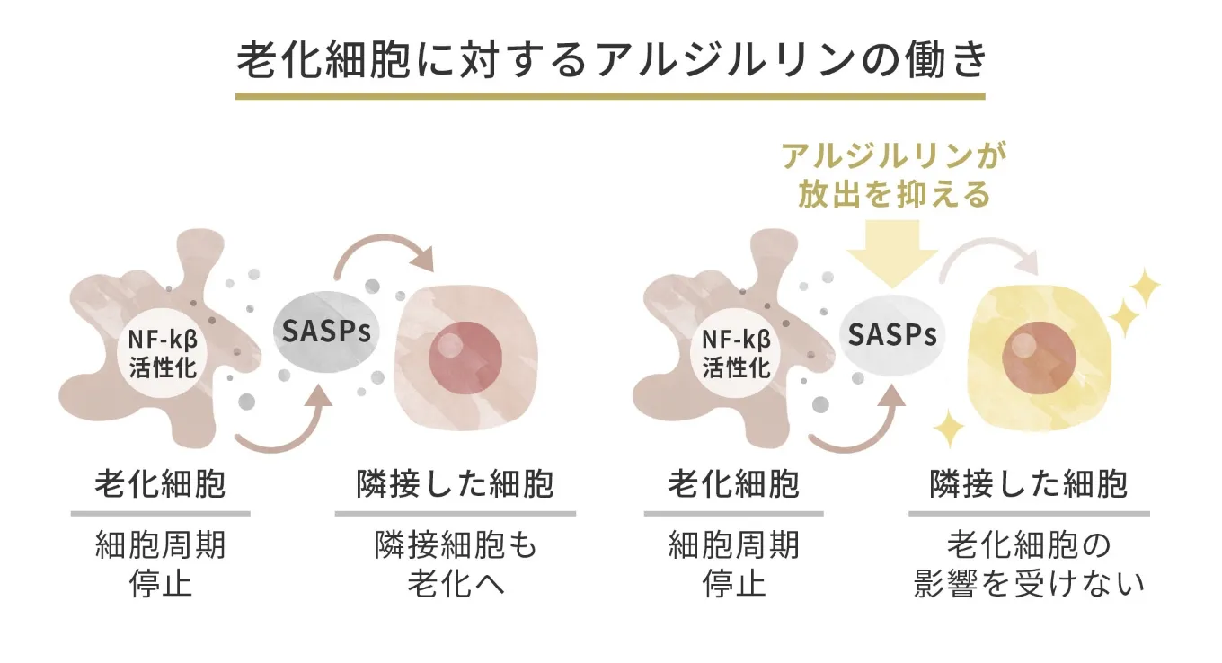 ハリ肌 I型コラーゲン 弾力を保つ 肌にハリを与える