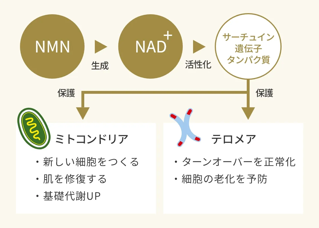 サーチュイン遺伝子タンパク質 ミトコンドリア テロメア ターンオーバーを正常化 基礎代謝UP