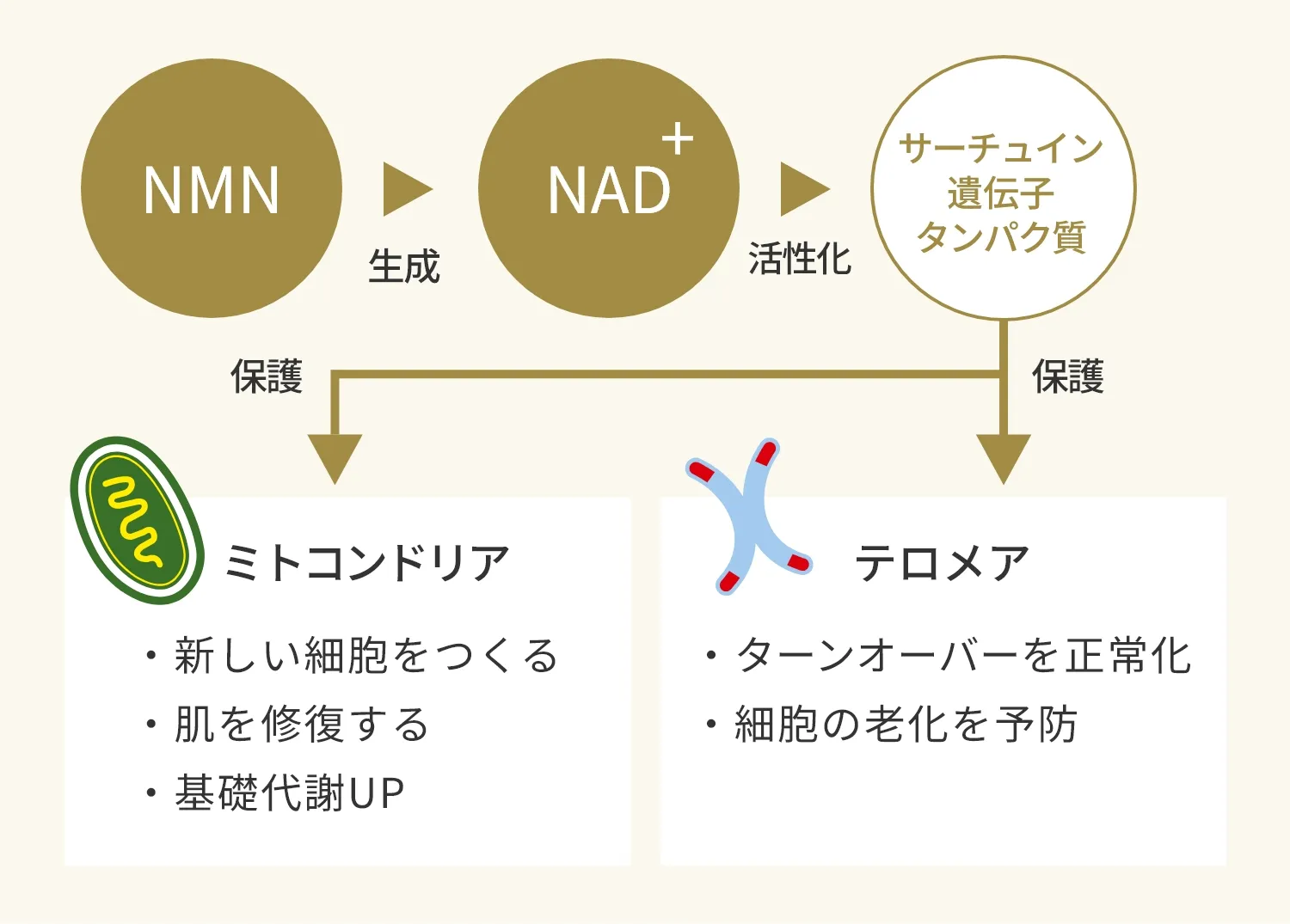 サーチュイン遺伝子タンパク質 ミトコンドリア テロメア ターンオーバーを正常化 基礎代謝UP