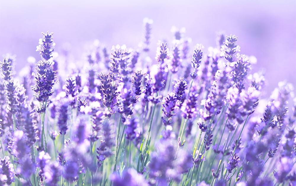 ラベンダートゥルー・エッセンシャルオイル・オーガニック／10ml