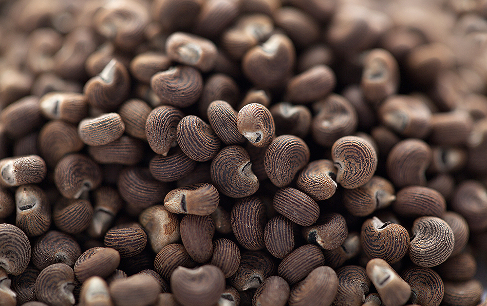 アンブレットシード・エッセンシャルオイル（ムスクシード）／5ml   