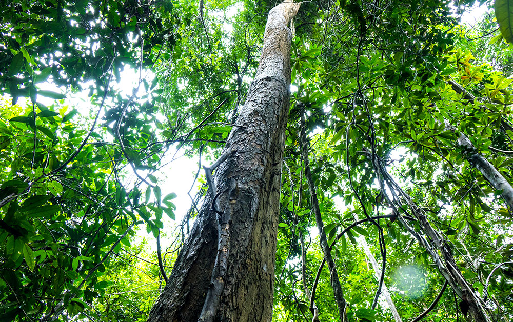 ローズウッド・エッセンシャルオイル／10ml