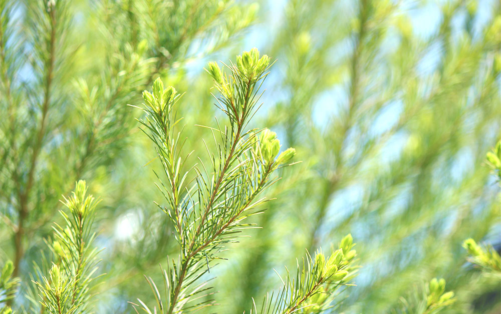 ティーツリー・エッセンシャルオイル・オーガニック(ティートリー)／10ml