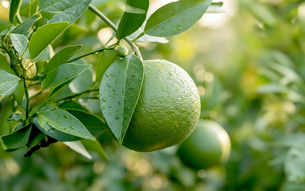 グリーンマンダリン・ローフロクマリン・エッセンシャルオイル／5ml