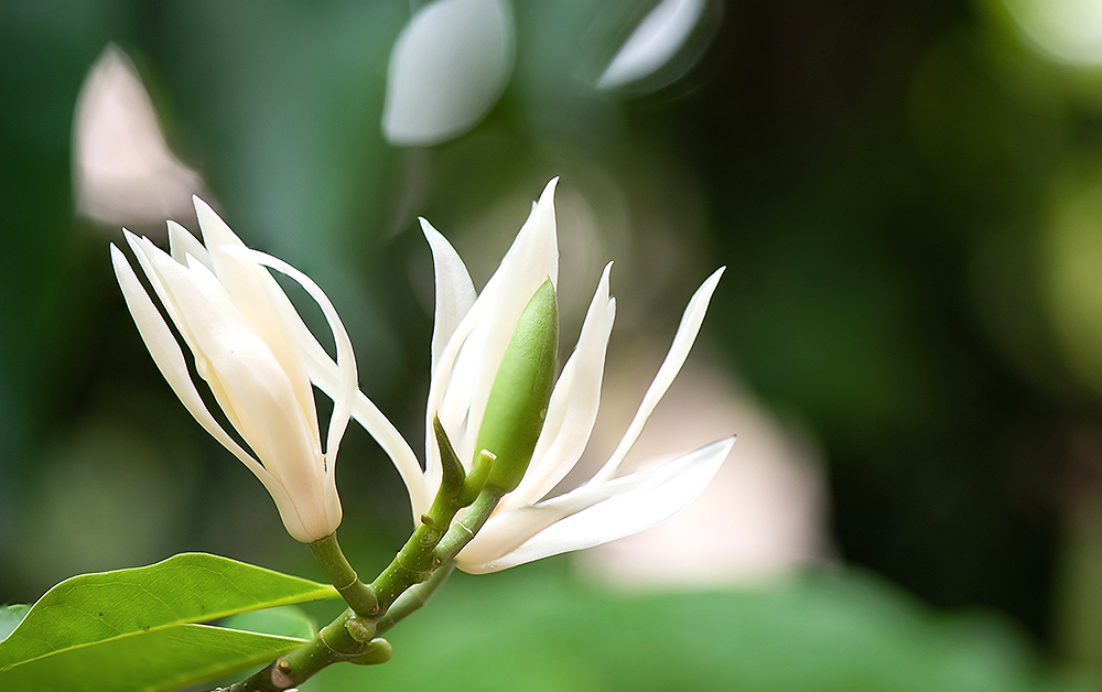 ホワイトマグノリア・エッセンシャルオイル／2ml