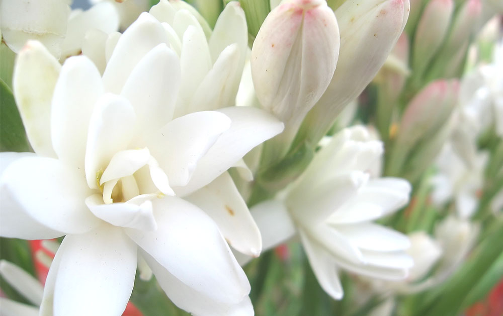 チュベローズ・アブソリュート・オーガニック／2ml