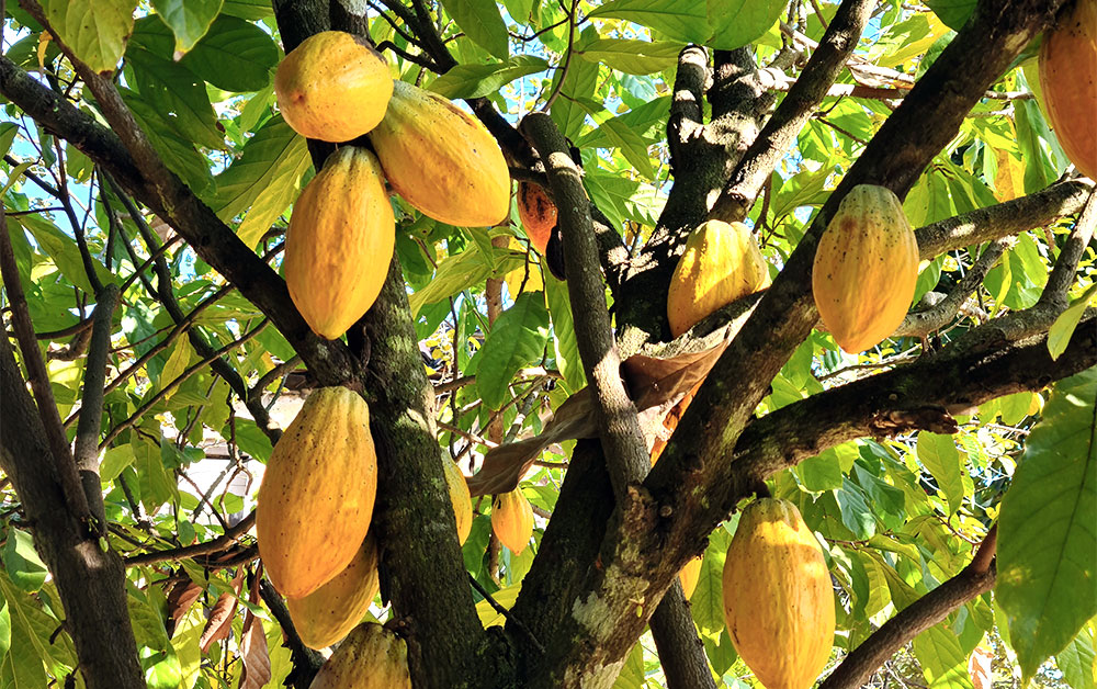 カカオ・アブソリュート・野生種（ココア）／5ml