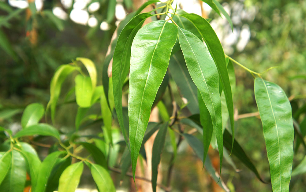 ユーカリディベス・エッセンシャルオイル・オーガニック／10ml