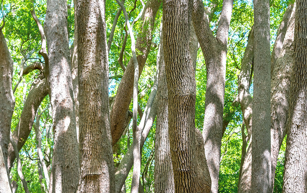ホーウッド・エッセンシャルオイル／10ml