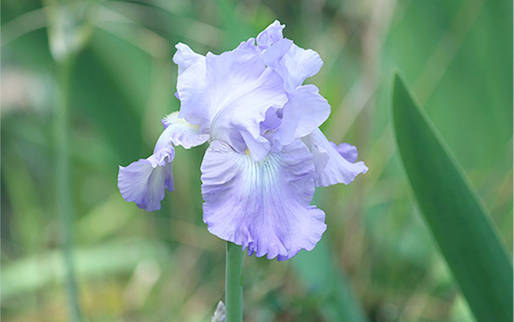 アイリスルート・アブソリュート／2ml