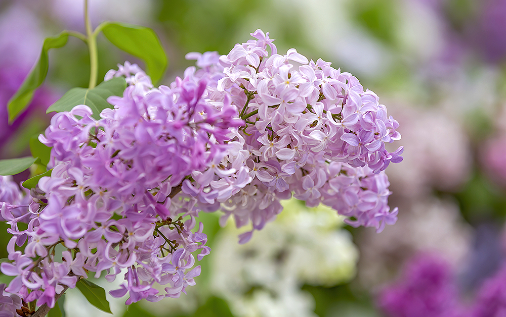 ライラック・アブソリュート・野生種／5ml