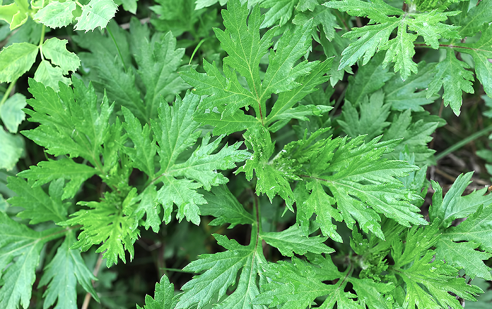 マグワート・エッセンシャルオイル／5ml