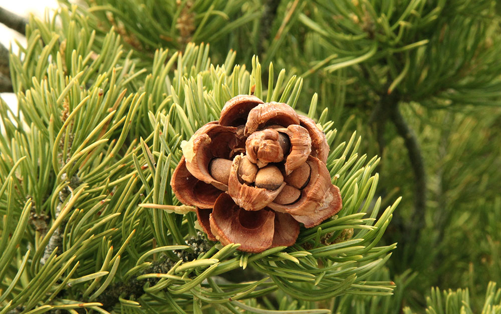 ピニヨンパイン・エッセンシャルオイル／10ml