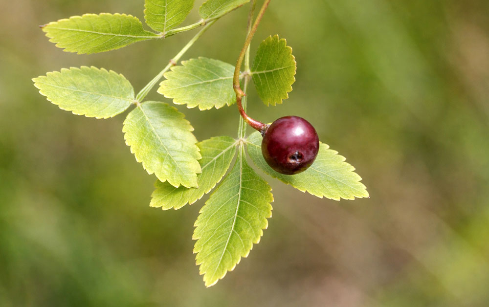 リナローベリー・エッセンシャルオイル／5ml