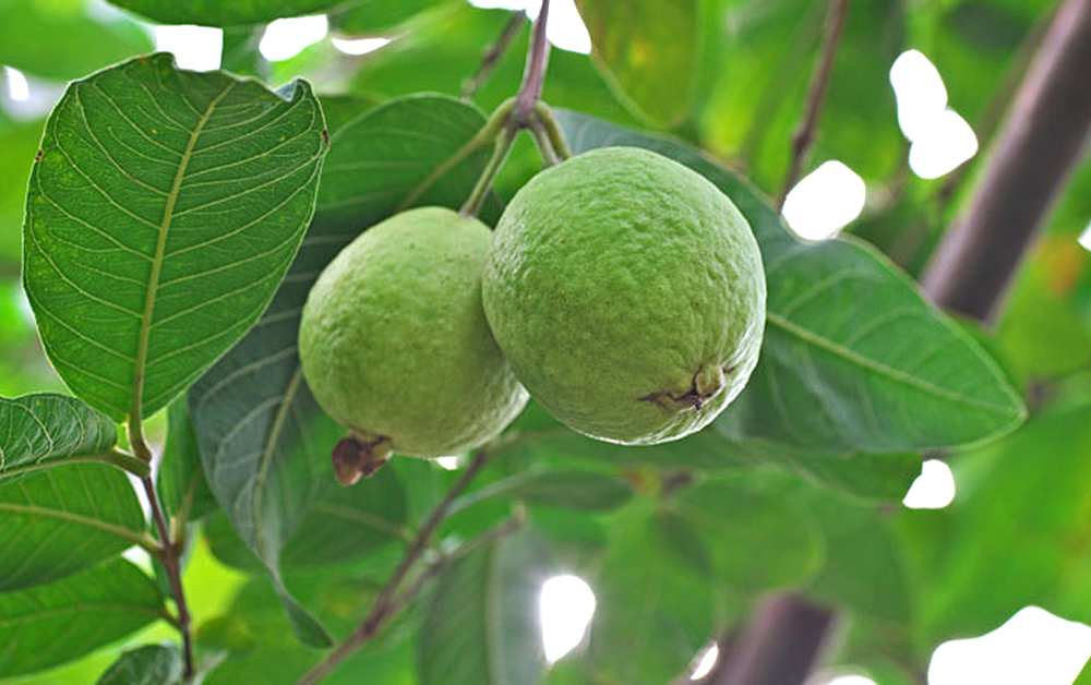 グアバリーフ・エッセンシャルオイル・野生種／10ml