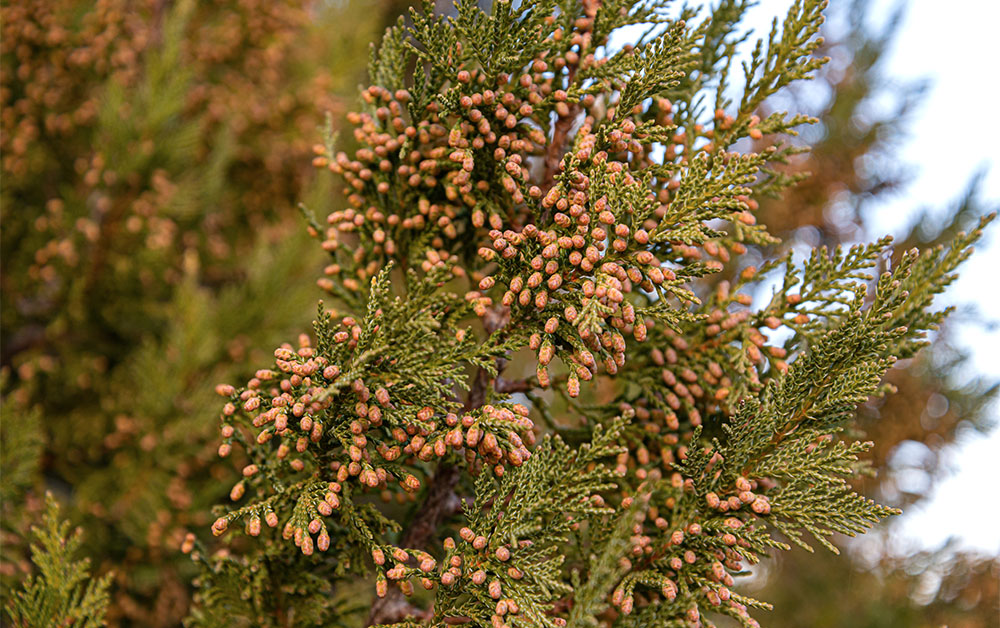 シダーウッドテキサス・エッセンシャルオイル・オーガニック／10ml 