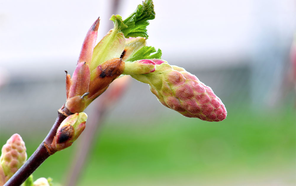 ブラックカラント・バッド・アブソリュート（カシスのつぼみ）／2ml