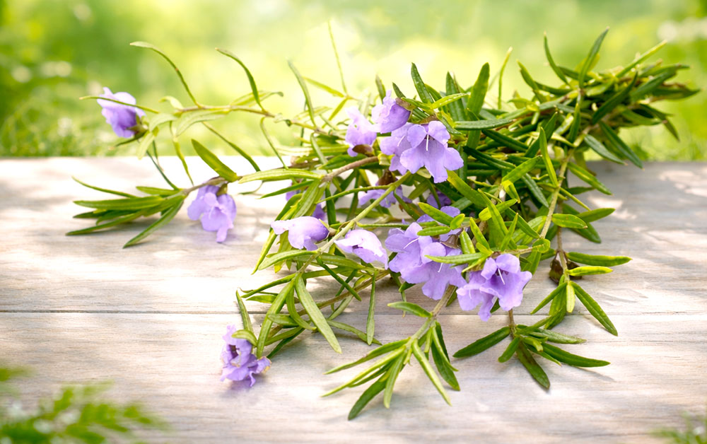 バームミントブッシュ・エッセンシャルオイル／10ml