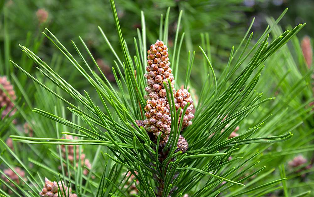スコッチパイン・エッセンシャルオイル・オーガニック／10ml