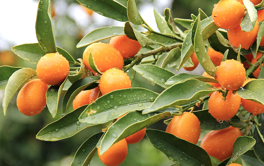 カムクワット・エッセンシャルオイル（キンカン）／10ml 