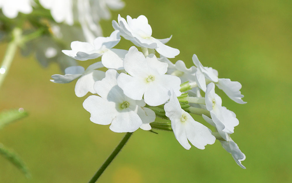 ホワイトバーベナ・エッセンシャルオイル・オーガニック／2ml