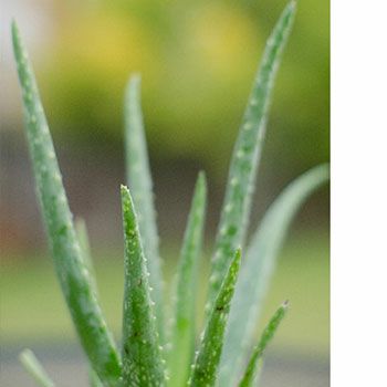 メロナール・アイソレート（天然単離香料）／テスター | マンデイムーン